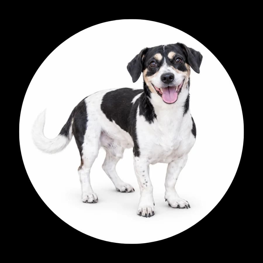 Chester, male senior Mixed Breed for adoption at Schronisko Chorzow, Chorzów