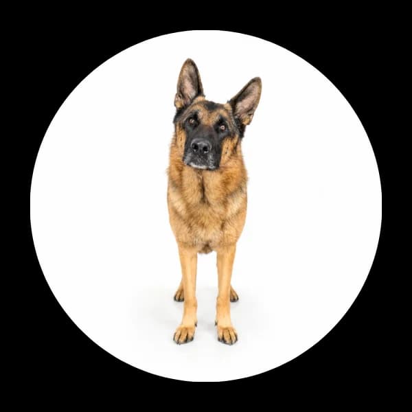 Czujnik, male 6yo Mixed Breed for adoption at Schronisko Chorzow, Chorzów