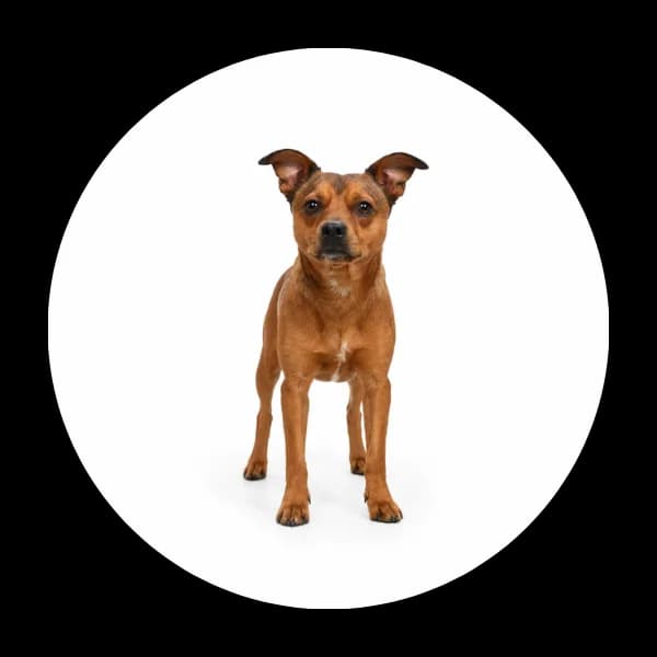 Diego, male 5yo Mixed Breed for adoption at Schronisko Chorzow, Chorzów