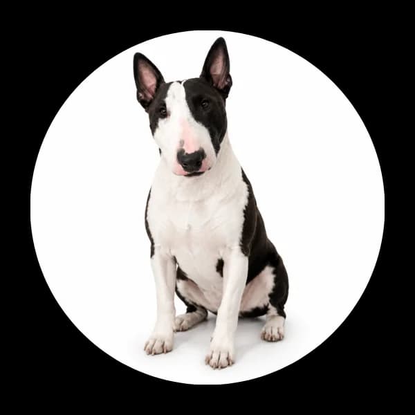 Diesel, male 5yo Mixed Breed for adoption at Schronisko Chorzow, Chorzów