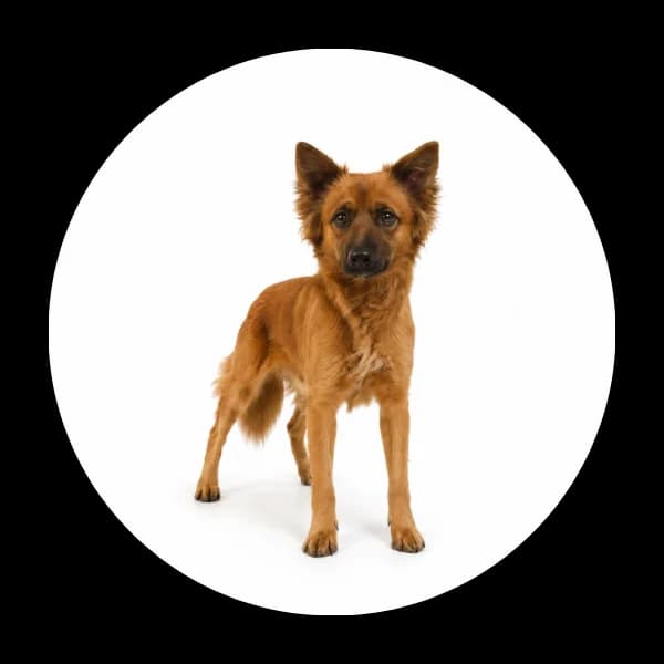 Dragon, Mixed Breed (Schronisko Chorzow)