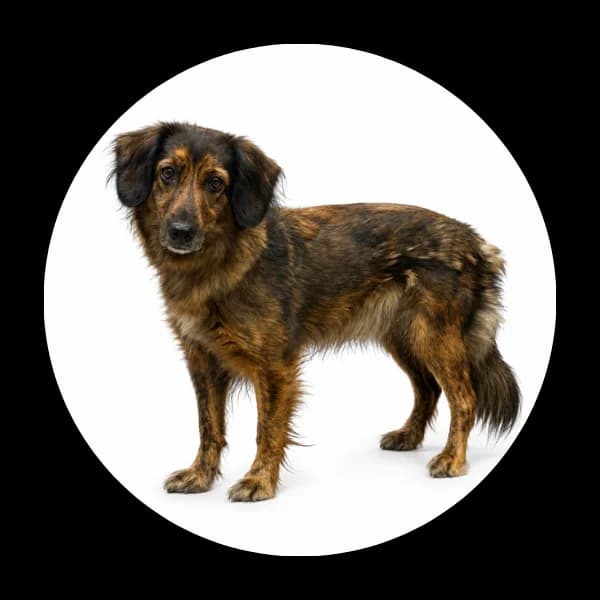 Eve, Mixed Breed (Schronisko Chorzow)