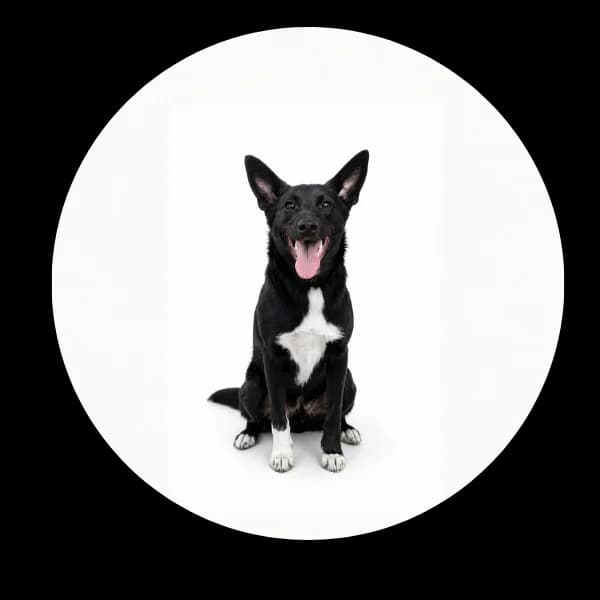Fido, male puppy Mixed Breed for adoption at Schronisko Chorzow, Chorzów