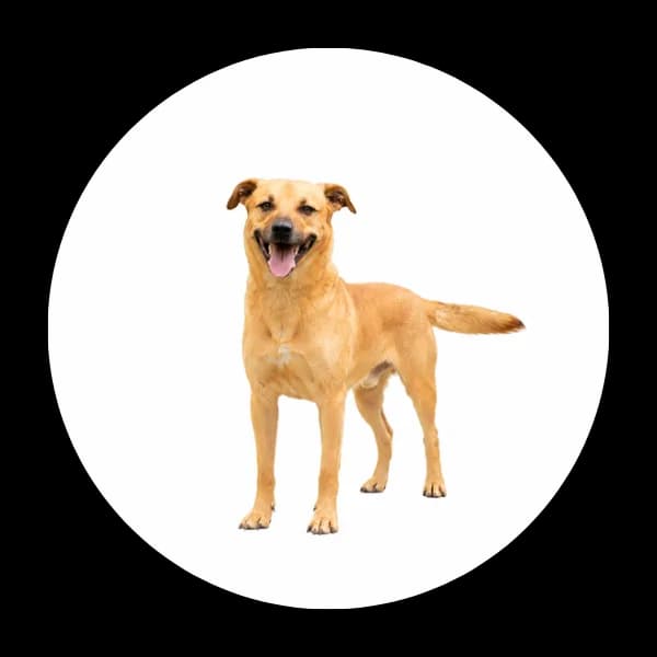 Frugo, male senior Mixed Breed for adoption at Schronisko Chorzow, Chorzów