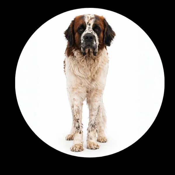 Hagrid, male 4yo Mixed Breed for adoption at Schronisko Chorzow, Chorzów