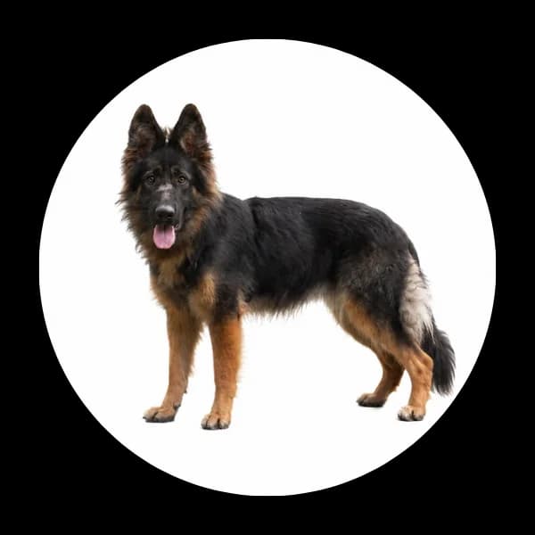 Hekate, female young Mixed Breed for adoption at Schronisko Chorzow, Chorzów