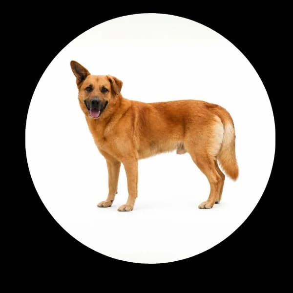 Aslan, male 7yo Mixed Breed for adoption at Schronisko Chorzow, Chorzów