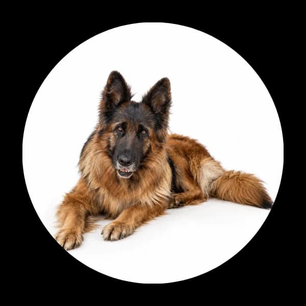 Ines, female senior Mixed Breed for adoption at Schronisko Chorzow, Chorzów