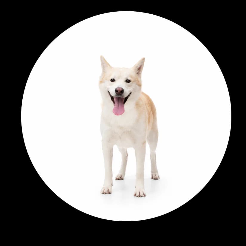 Kebab, male 3yo Mixed Breed for adoption at Schronisko Chorzow, Chorzów