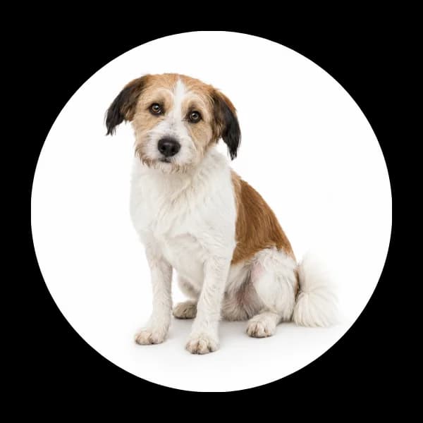 Kenzo, male 5yo Mixed Breed for adoption at Schronisko Chorzow, Chorzów
