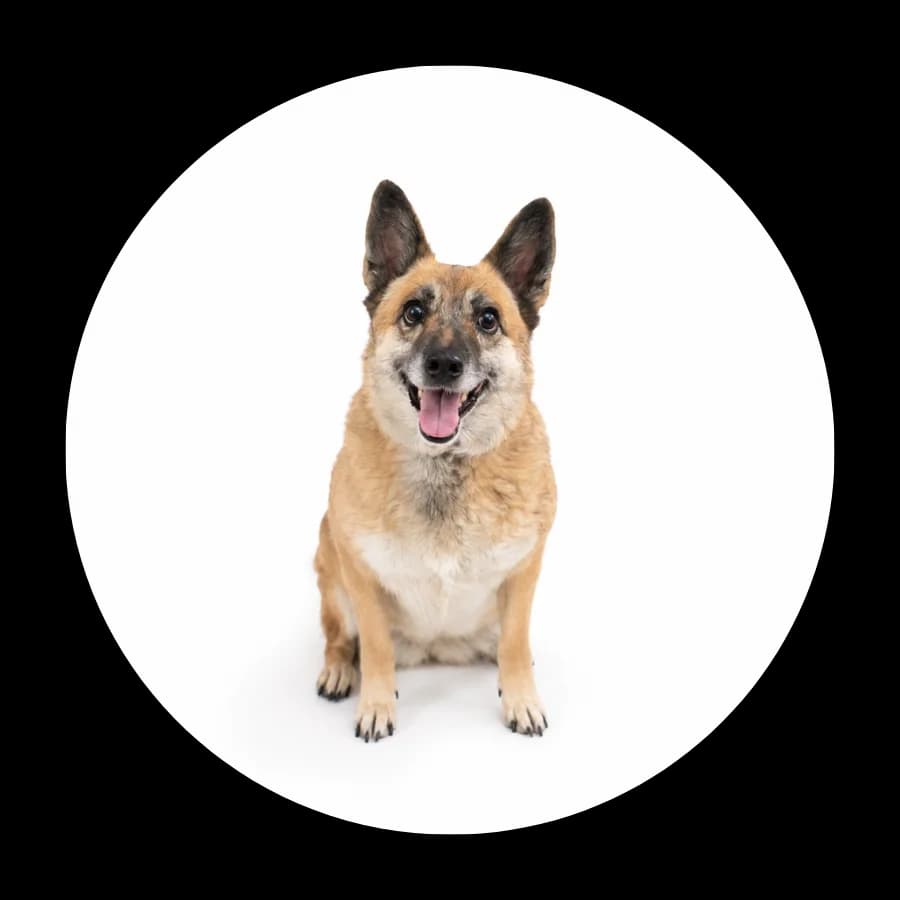 Mosia, female senior Mixed Breed for adoption at Schronisko Chorzow, Chorzów