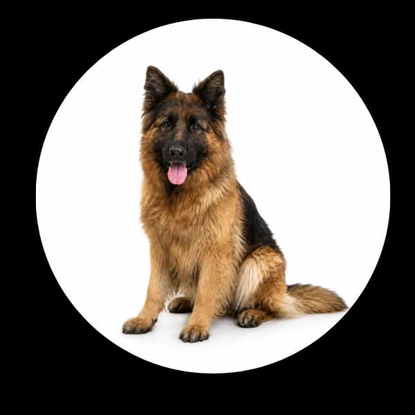 Klara, female 7yo Mixed Breed for adoption at Schronisko Chorzow, Chorzów