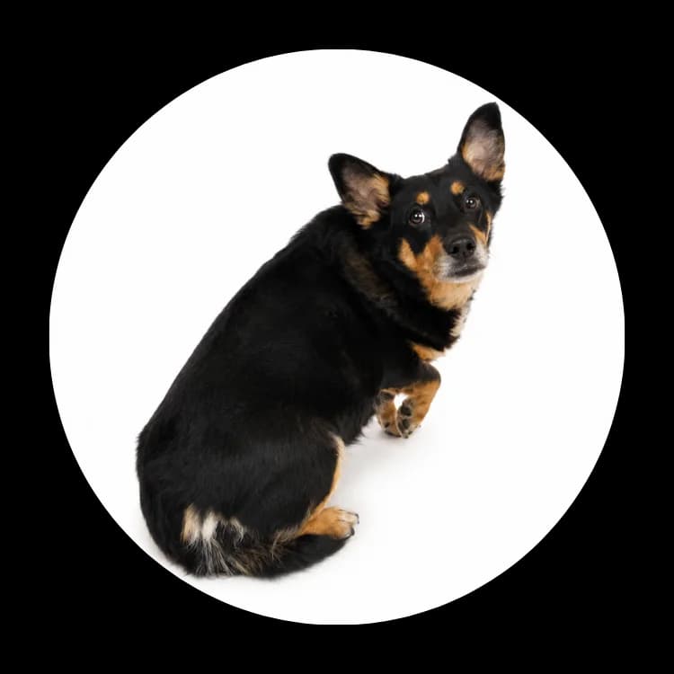Klusia, female senior Mixed Breed for adoption at Schronisko Chorzow, Chorzów