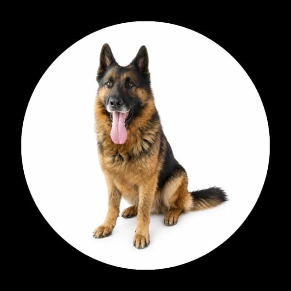 Figaro, Mixed Breed (Schronisko Chorzow)