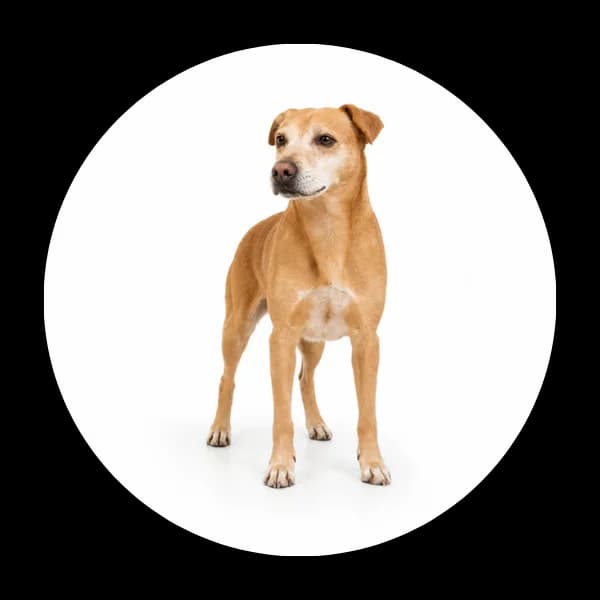 Kremik, male senior Mixed Breed for adoption at Schronisko Chorzow, Chorzów