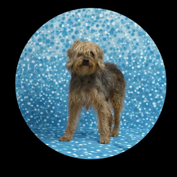 Kudłaty, male Mixed Breed for adoption at Schronisko Chorzow, Chorzów