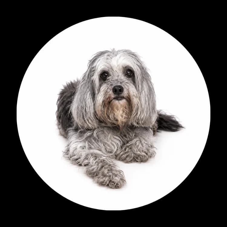Loczka, female 7yo Mixed Breed for adoption at Schronisko Chorzow, Chorzów