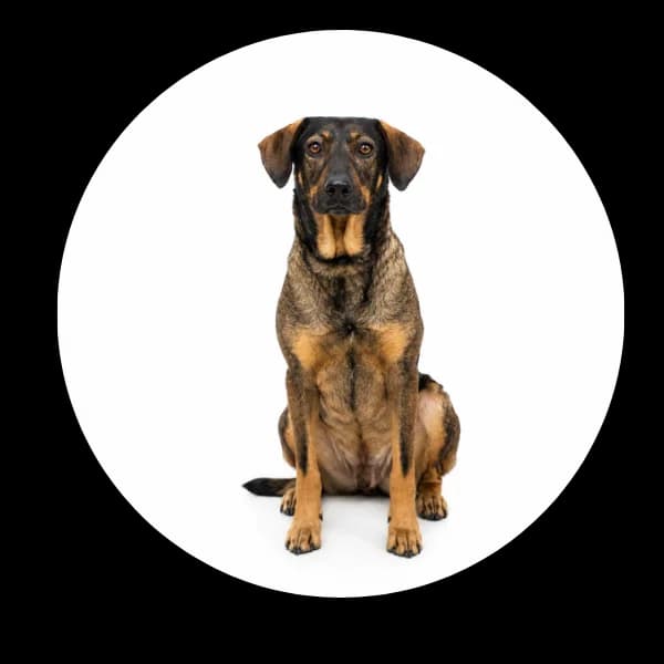 Lucky, male 6yo Mixed Breed for adoption at Schronisko Chorzow, Chorzów