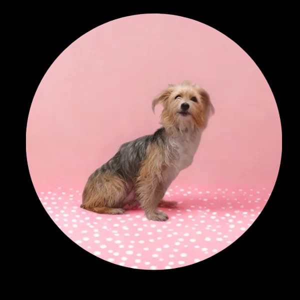 Lucy, female Mixed Breed for adoption at Schronisko Chorzow, Chorzów