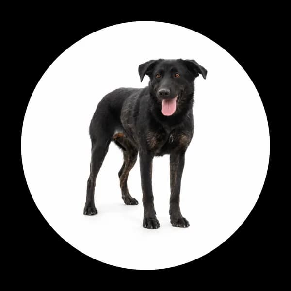 Lufka, female 3yo Mixed Breed for adoption at Schronisko Chorzow, Chorzów
