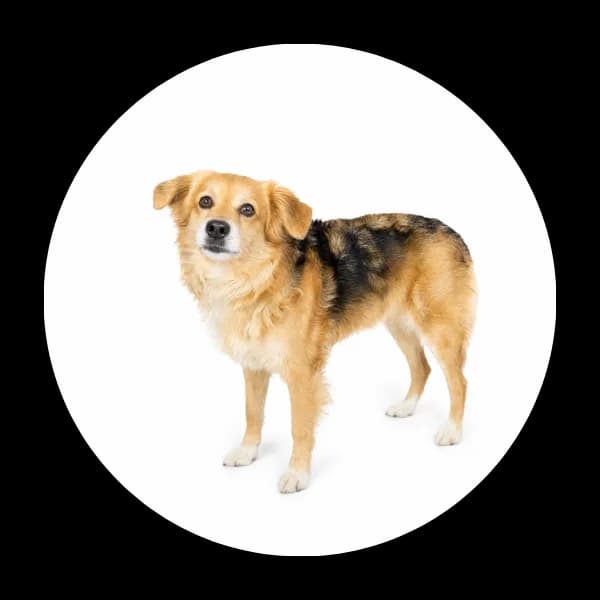 Luzak, male senior Mixed Breed for adoption at Schronisko Chorzow, Chorzów