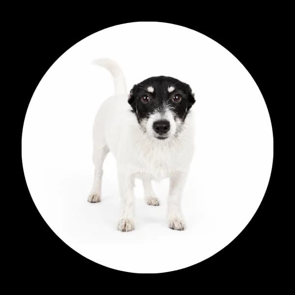 Mango, Mixed Breed (Schronisko Chorzow)