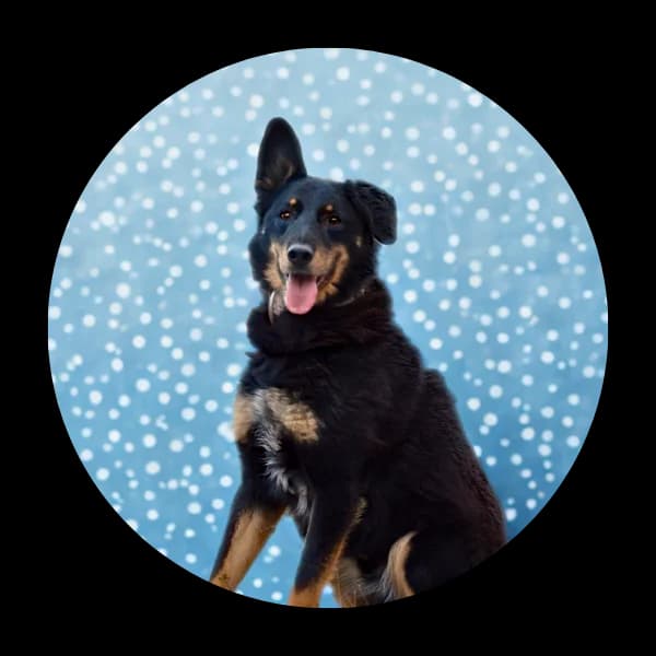 Melonik, male senior Mixed Breed for adoption at Schronisko Chorzow, Chorzów