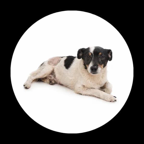 Mikser, male 4yo Mixed Breed for adoption at Schronisko Chorzow, Chorzów