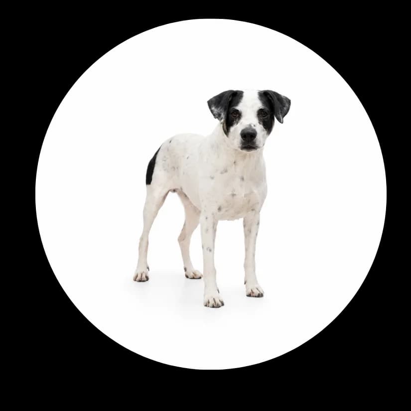 Mailo, Mixed Breed (Schronisko Chorzow)