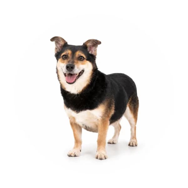 Mira, female senior Mixed Breed for adoption at Schronisko Chorzow, Chorzów