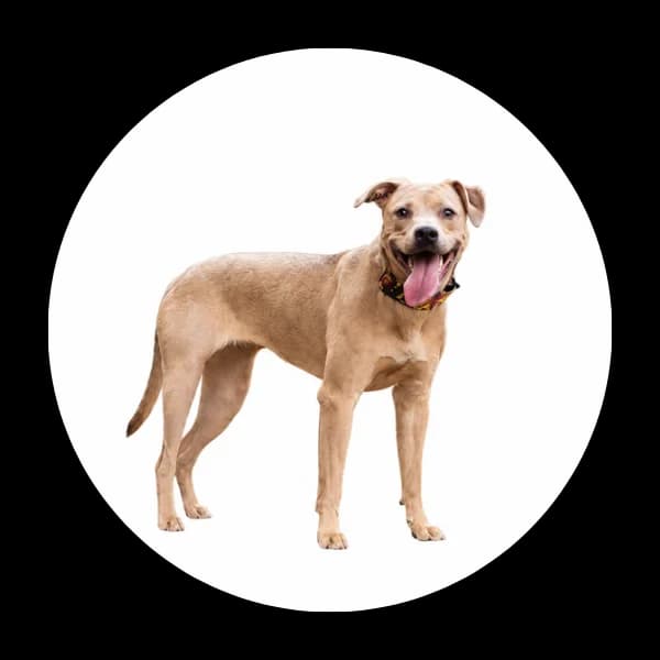 Nestea, female puppy Mixed Breed for adoption at Schronisko Chorzow, Chorzów
