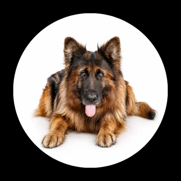 Nita, female senior Mixed Breed for adoption at Schronisko Chorzow, Chorzów