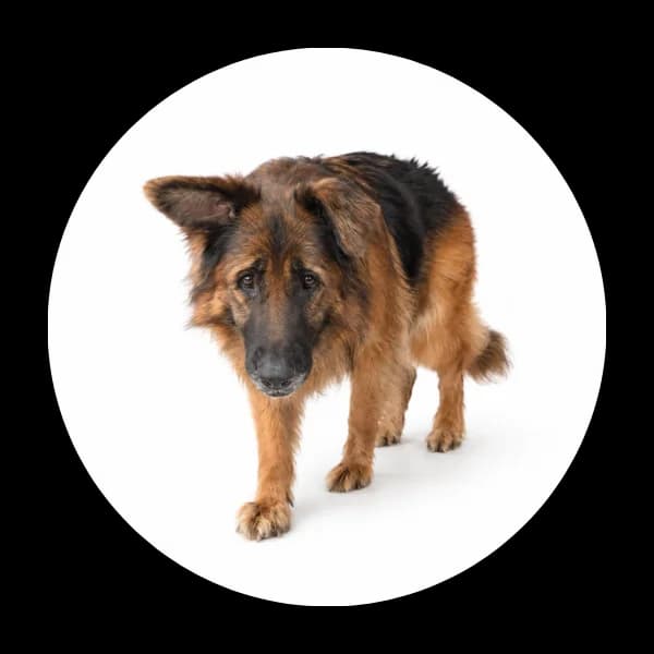 Nori, female senior Mixed Breed for adoption at Schronisko Chorzow, Chorzów