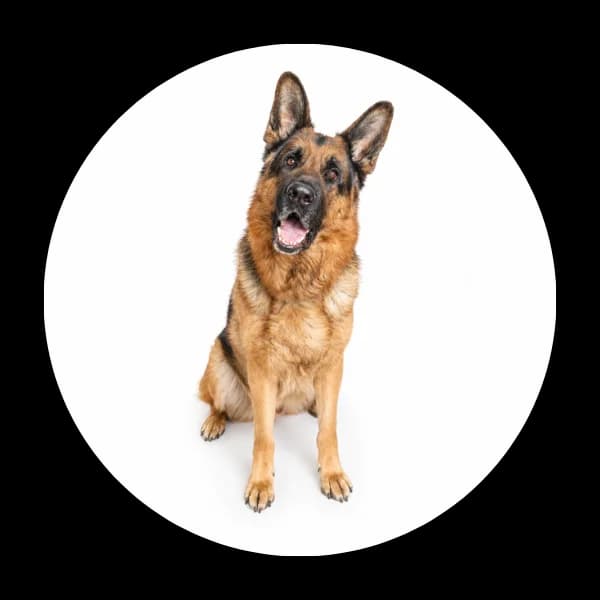 Ozi, male 5yo Mixed Breed for adoption at Schronisko Chorzow, Chorzów