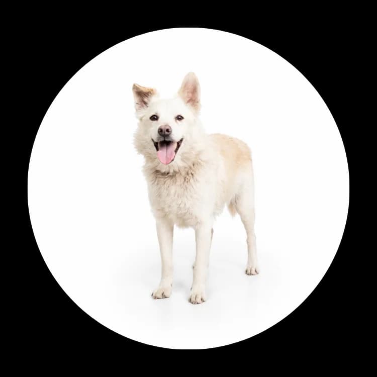Pikuś, Mixed Breed (Schronisko Chorzow)
