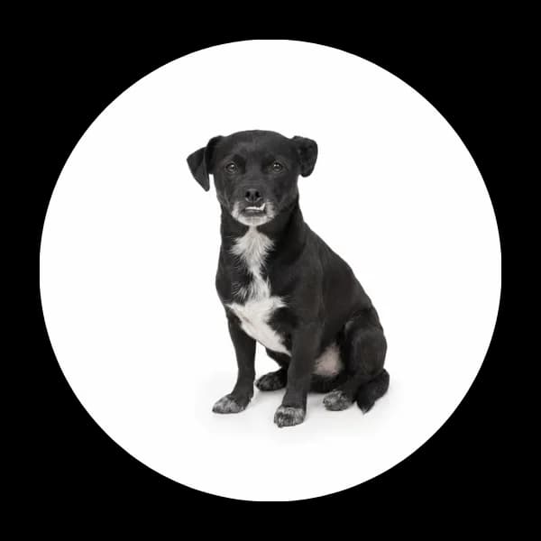 Puszek, male 3yo Mixed Breed for adoption at Schronisko Chorzow, Chorzów