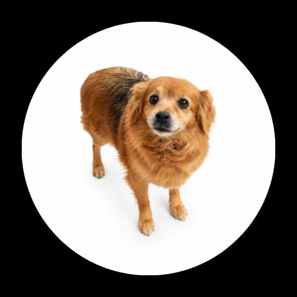 Pyza, female senior Mixed Breed for adoption at Schronisko Chorzow, Chorzów