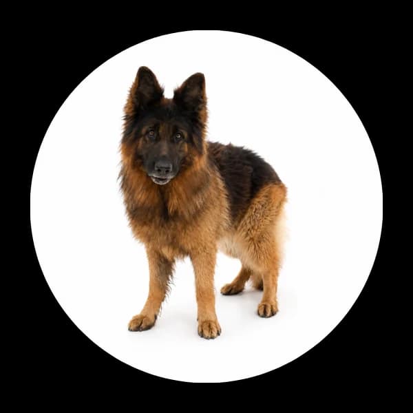 Regis, male senior Mixed Breed for adoption at Schronisko Chorzow, Chorzów