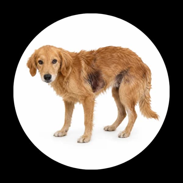 Roxi, female 6yo Mixed Breed for adoption at Schronisko Chorzow, Chorzów