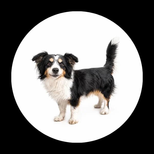 Sassy, female senior Mixed Breed for adoption at Schronisko Chorzow, Chorzów