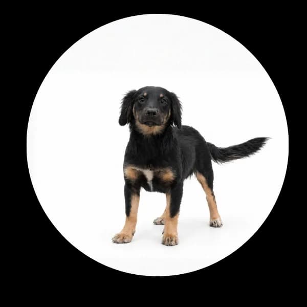 Scrappy, male puppy Mixed Breed for adoption at Schronisko Chorzow, Chorzów