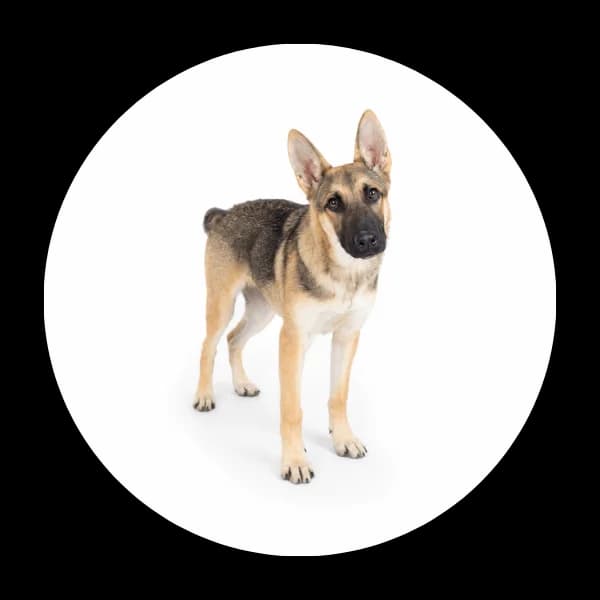 Spinacz, male puppy Mixed Breed for adoption at Schronisko Chorzow, Chorzów