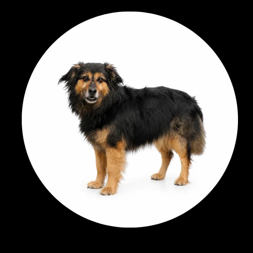 Szakal, male 5yo Mixed Breed for adoption at Schronisko Chorzow, Chorzów