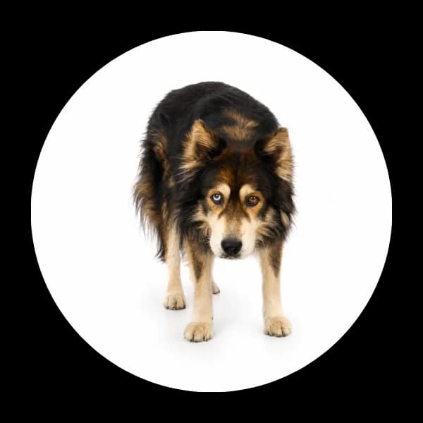 Szaman, male senior Mixed Breed for adoption at Schronisko Chorzow, Chorzów