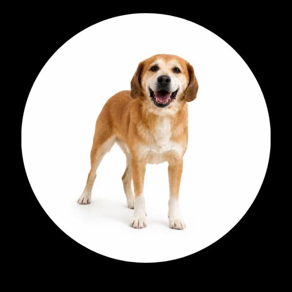 Szarik, male 7yo Mixed Breed for adoption at Schronisko Chorzow, Chorzów