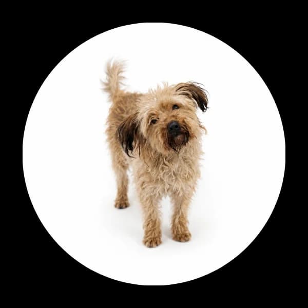 Teo, male 5yo Mixed Breed for adoption at Schronisko Chorzow, Chorzów