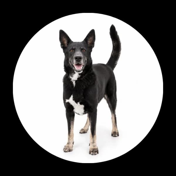 Tesla, female 6yo Mixed Breed for adoption at Schronisko Chorzow, Chorzów