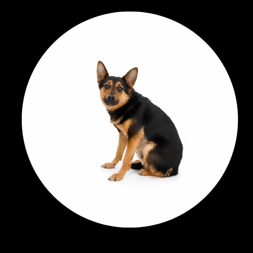 Timon, Mixed Breed (Schronisko Chorzow)
