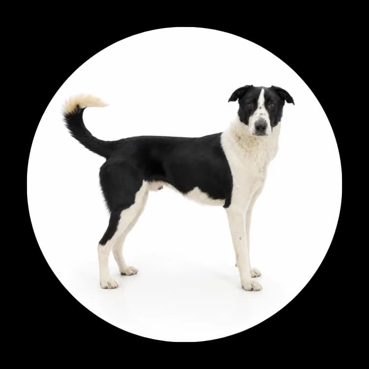 Tomuś, Mixed Breed (Schronisko Chorzow)