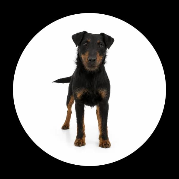 Trop, male young Mixed Breed for adoption at Schronisko Chorzow, Chorzów